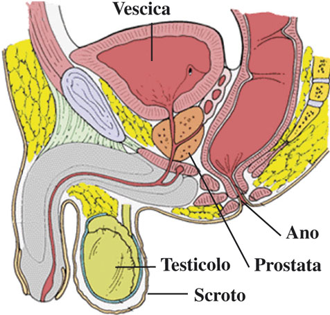 visita urologica - apparato maschile