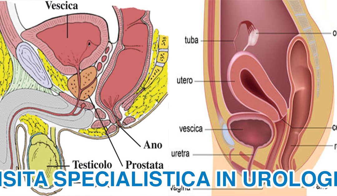Visita urologica: un sano apparato urinario