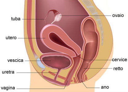 visita urologica - apparato femminile